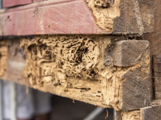 Termites : comment les repérer et s'en protéger ?  