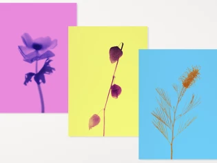 Les fleurs de Constance Guisset en tirage d'art