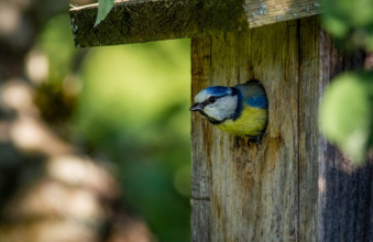 Faire de son jardin un refuge ...