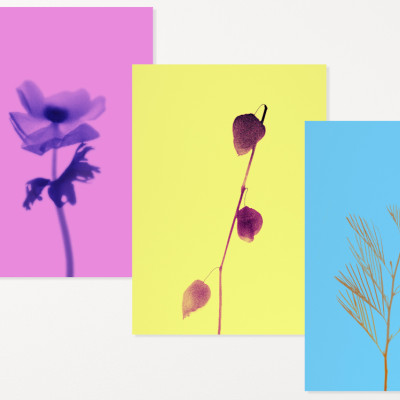 Les fleurs de Constance ...