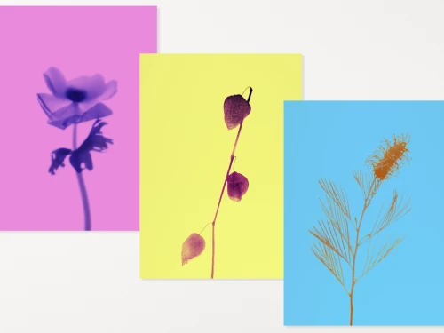 Les fleurs de Constance Guisset en tirage d'art
