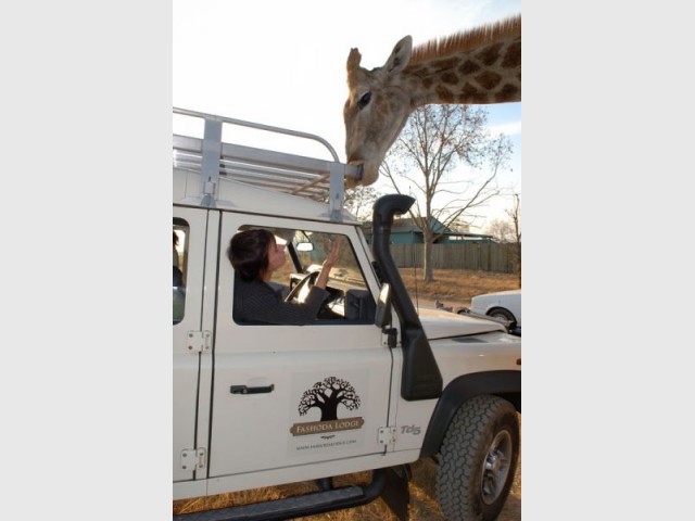 fashoda lodge girafe safari