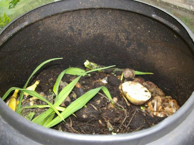 compost humus