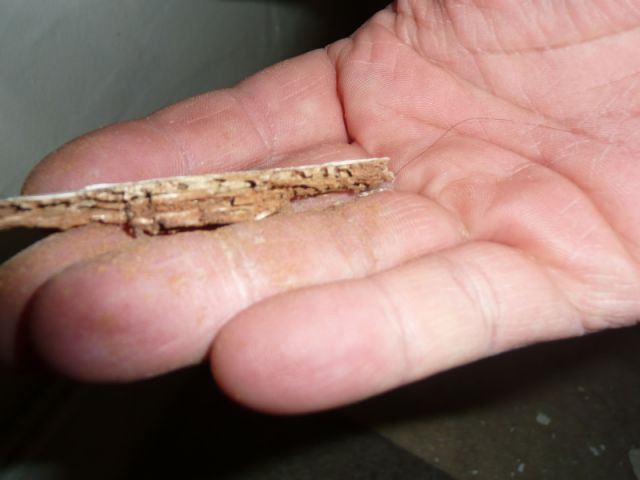 Diagnostic termites état parasitaire