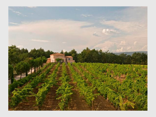 Les vignes - Domaine la Coquillade