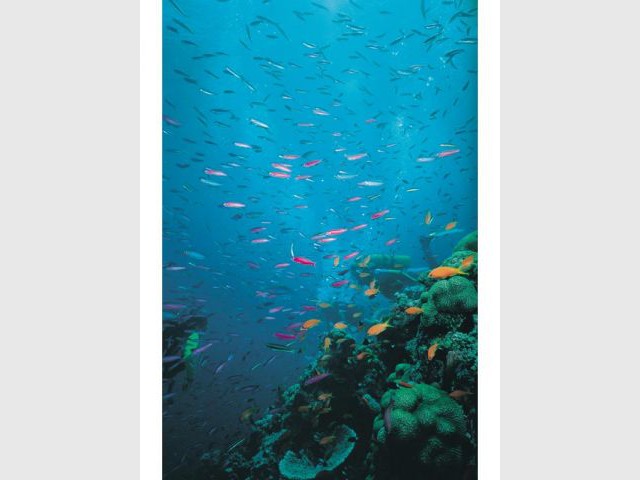poissons barrière corail