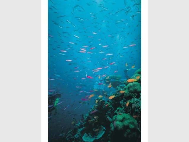 poissons barrière corail