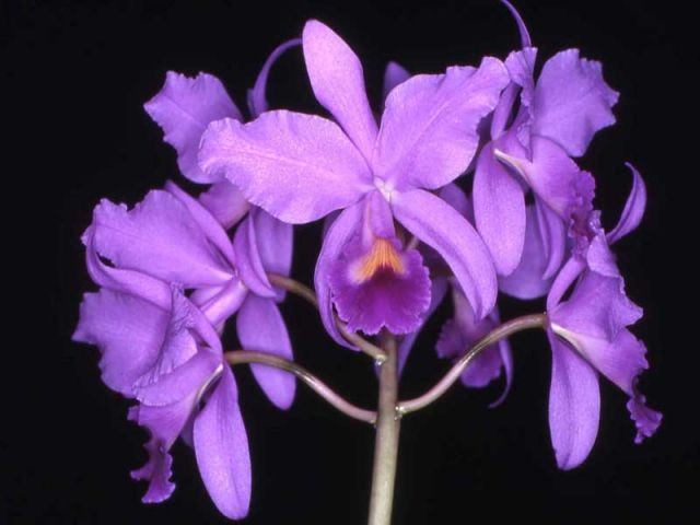 orchidées au Sénat