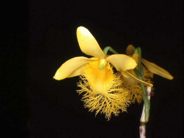Dendrobium bryncrianum