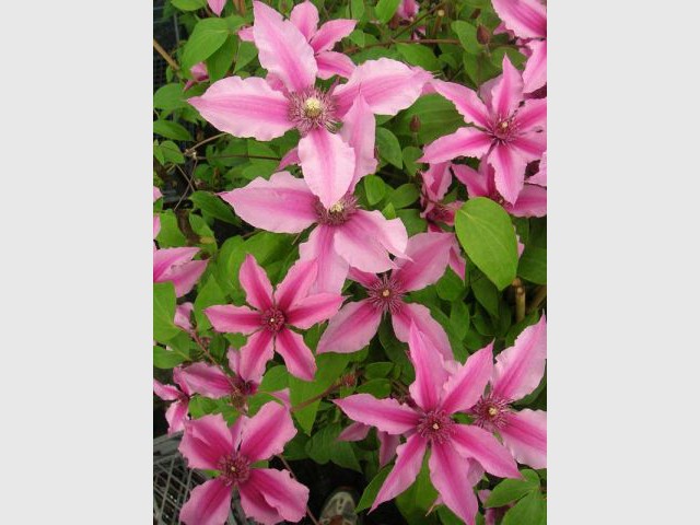 Clematis Saphyra® Double Rose 'Cleminov29'