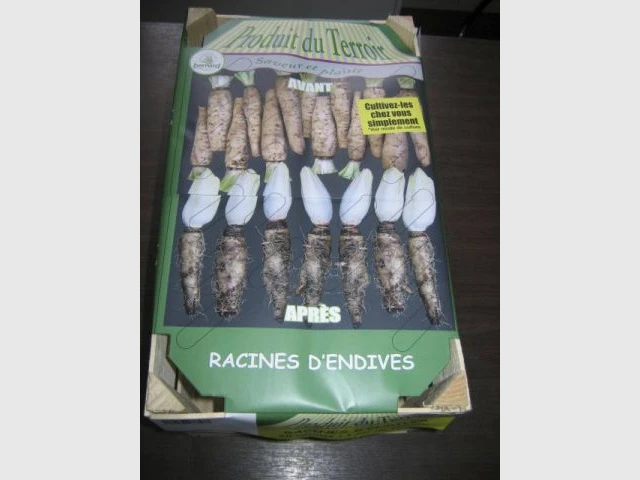 Prêt à pousser racines d'endives