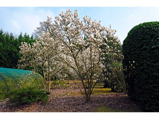 Magnolia soulangiana "Alba superba"