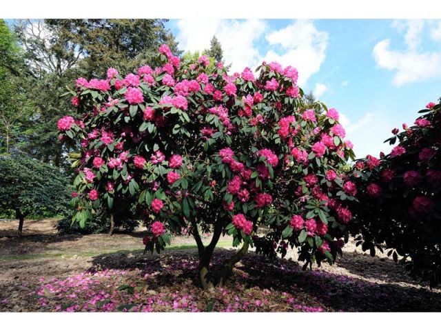 Rhododendron "Souvenir de J. Brouhton"