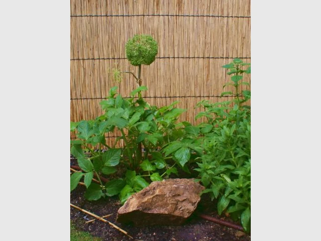 Plantes d'ombre - Reportage - un jardin urbain