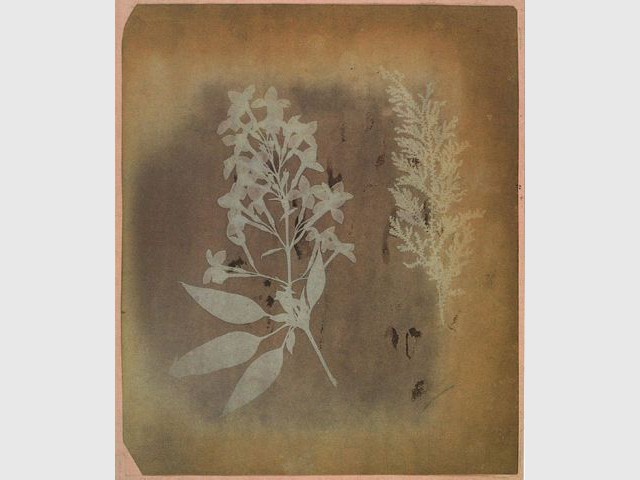 Photogenic drawing - William Henry Fox Talbot - Expo feuilles