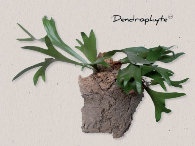 Dendrophyte - Chlorosphere