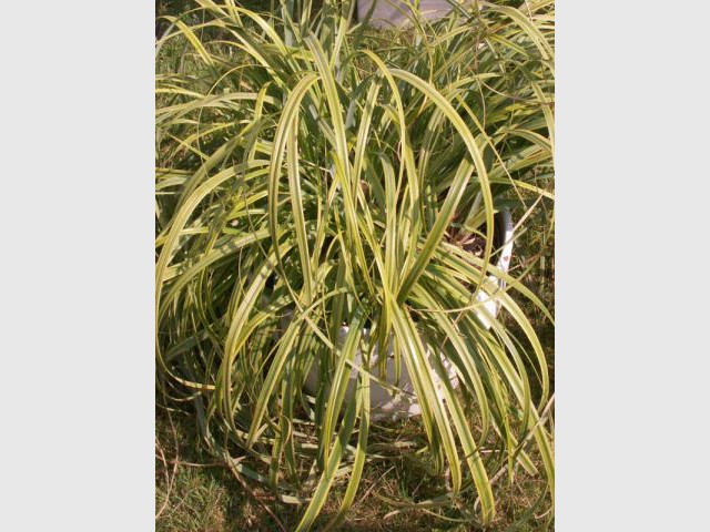Carex trifida - Végétaux
