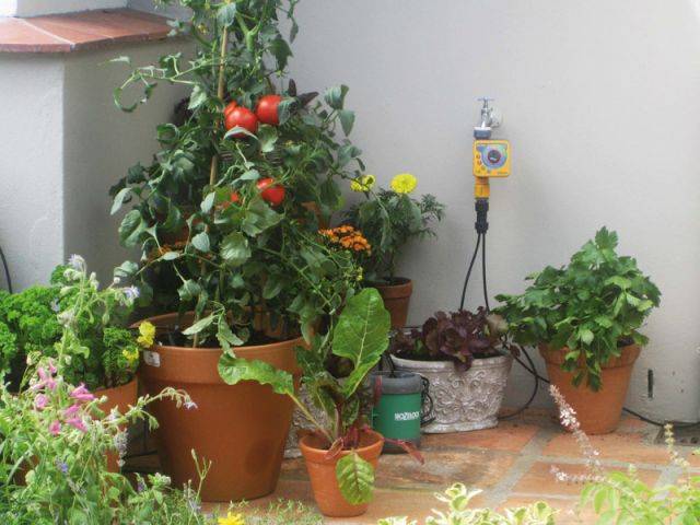 Dix conseils plantes vacances