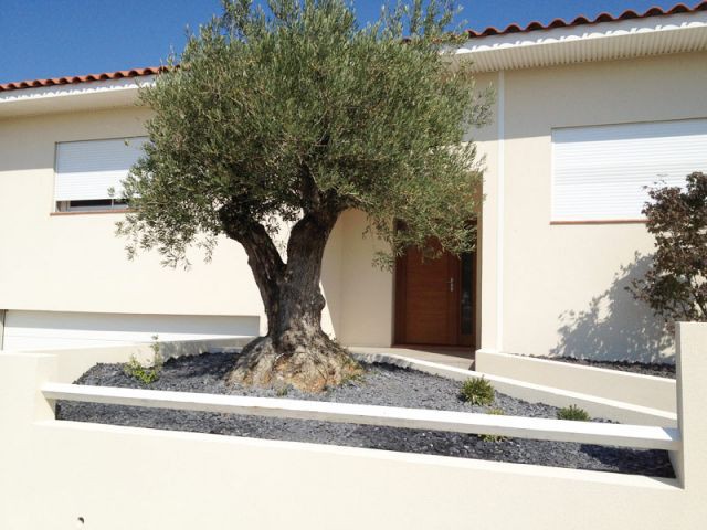 Un olivier à l'avant de la maison - Reportage terrasse piscine