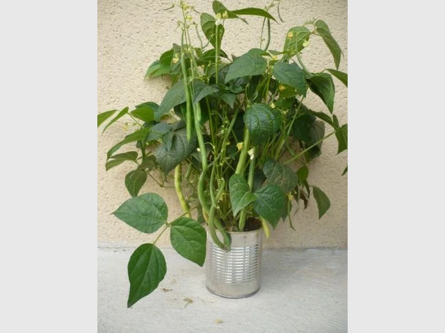Gagnant 2011 Catégorie Facebook Potager de balcon