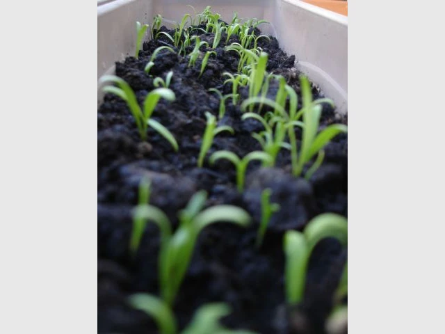 Gagnant 2011 Catégorie Adultes - Potager de balcon