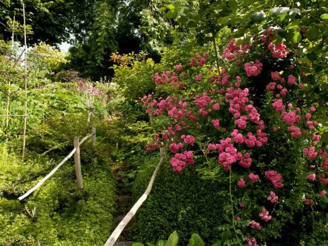 Le jardin en pente d'un passionné - Carnet de travail d'un jardinier paysagiste