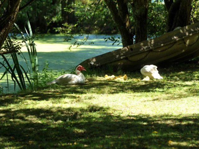 Le jardin de Dominique Krier à Bangor (Morbihan) - Concours Jardiner autrement 2013