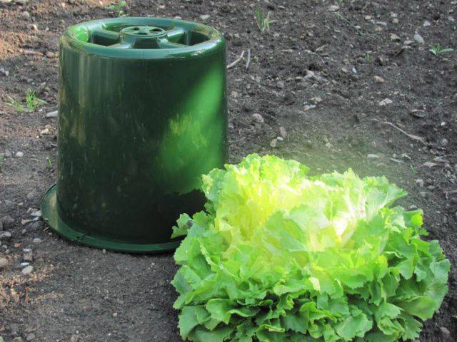 Une cloche à blanchir