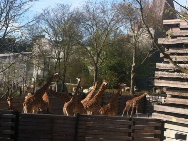 les girafes
