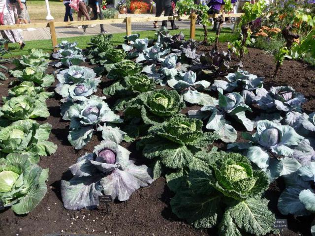 Des légumes géants - Hampton Court Palace Flower Show 2014