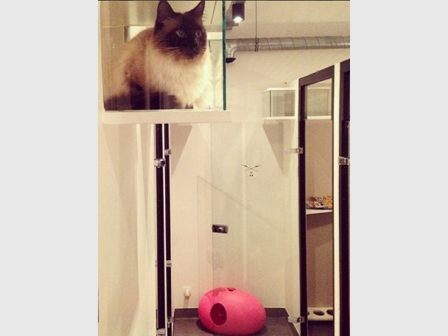 Combien De M2 Pour Un Chat En Appartement