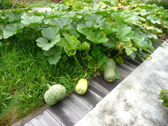 Des fruits et légumes pour chaque saison - Jardin vignoles sur le toit