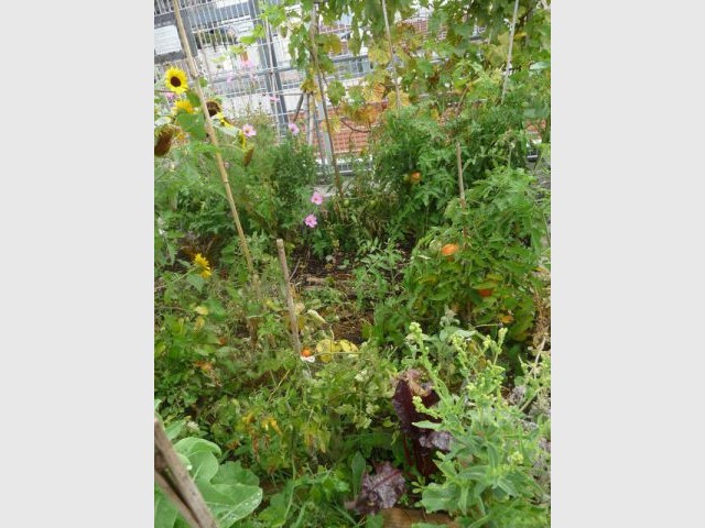 Un potager bien garni - Jardin vignoles sur le toit