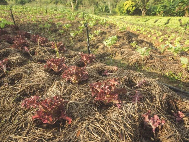Relever la terre au pied des plantes pour les protéger du froid - Les bons réflexes face au gel