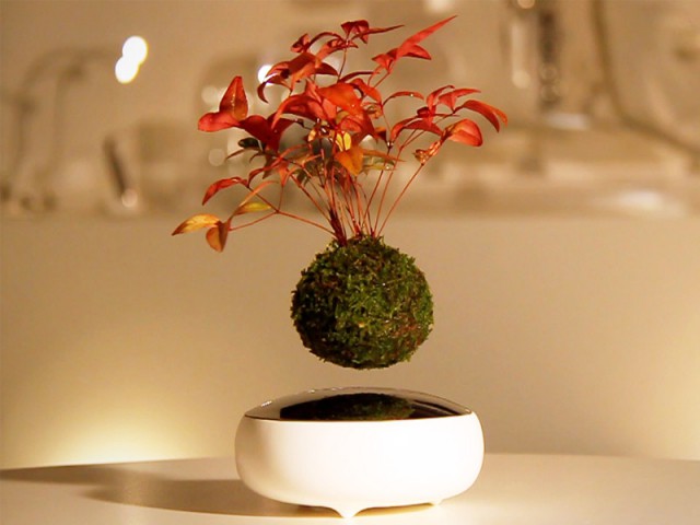 Insolite : Air Bonsaï, une plante en lévitation dans votre salon