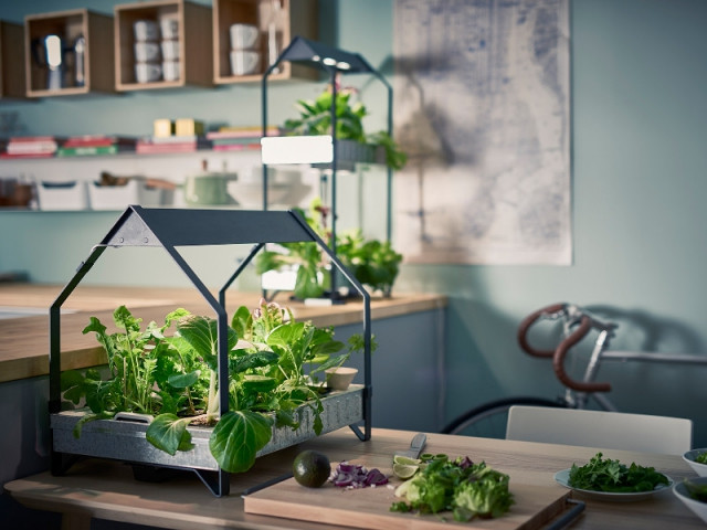 Un mini jardin qui pousse sans terre ni lumière - Prendre soin de ses plantes en vacances