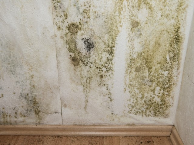 Exemple de mur envahi par les moisissures
