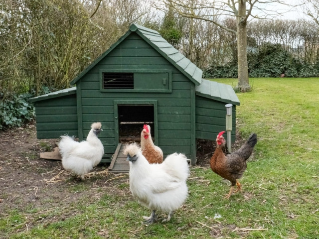 Famille 3 poules - Poules - Poule - Animaux - Ferme - Décoration