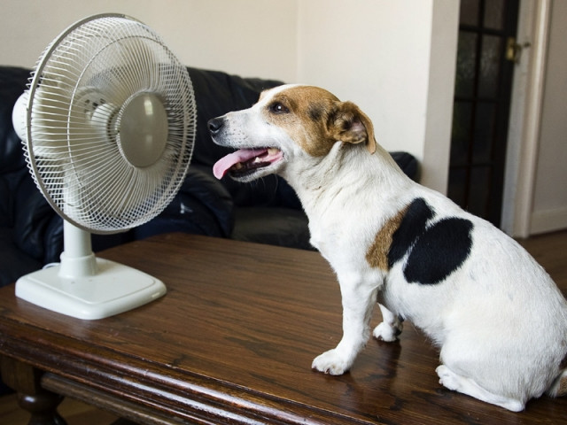 Canicule : faut-il utiliser un ventilateur ?