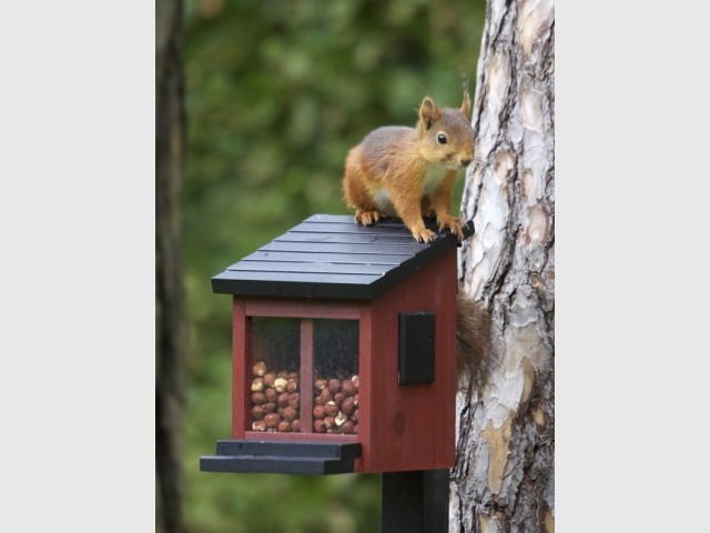 Mangeoire en bois pour écureuils, Wildlife Garden, prix : 45,50 &euro; 
