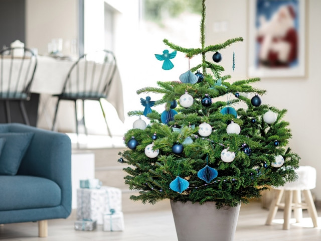 Comment louer un sapin pour Noël ? 