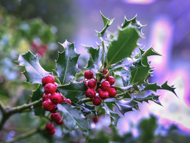 Houx, gui, poinsettia : attention, ces plantes peuvent être toxiques