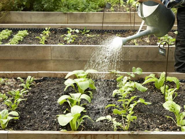 Jardinage pour débutant : conseils de pros - Côté Maison