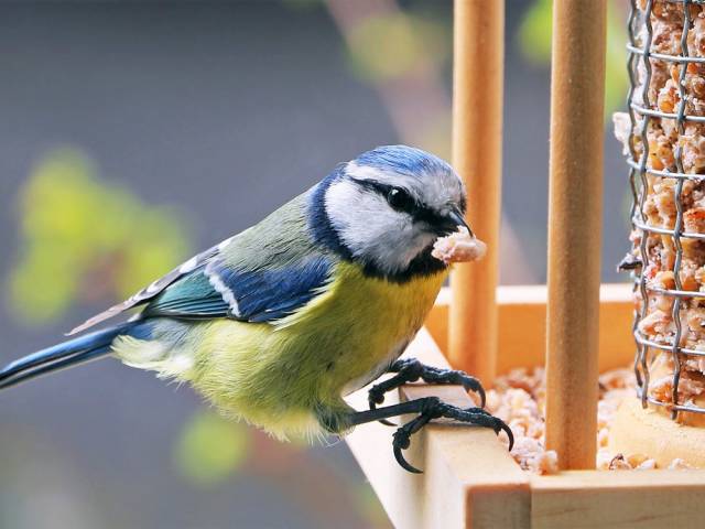 Choisir les mangeoires des oiseaux du jardin - Gamm vert