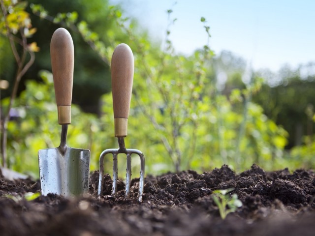 Engrais verts : comment les cultiver et les utiliser au jardin ?