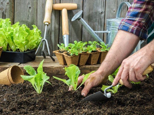 estaño proporción Supone Jardiner avec la lune : une bonne idée pour cultiver son potager ?