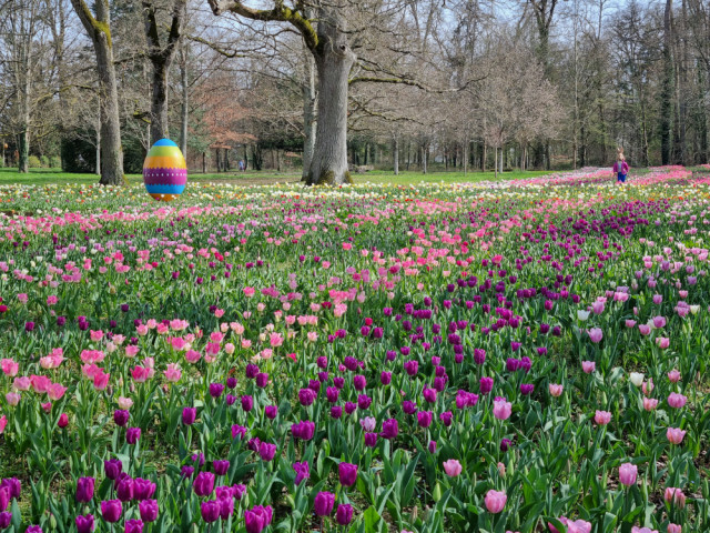 Les rubans de tulipes restent fleuris pendant un mois environ