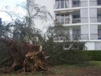 Tempête du 24 janvier 2009. Paysage des Landes. Capture de vidéo amateure, mise en ligne sur Dailymotion. 