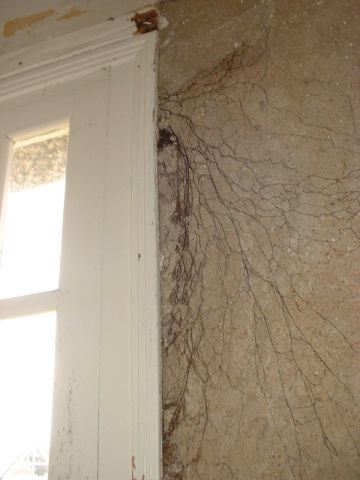 Mérules - champignons murs