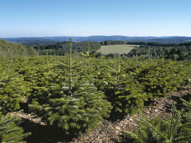 AFSNN - sapins